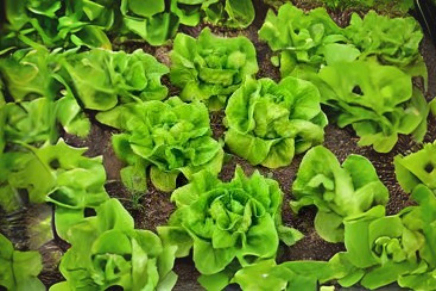 Bibb Butterhead Lettuce Seeds - Heirloom Variety, 700 Premium Lactuca sativa for Salads, Wraps & Sandwiches