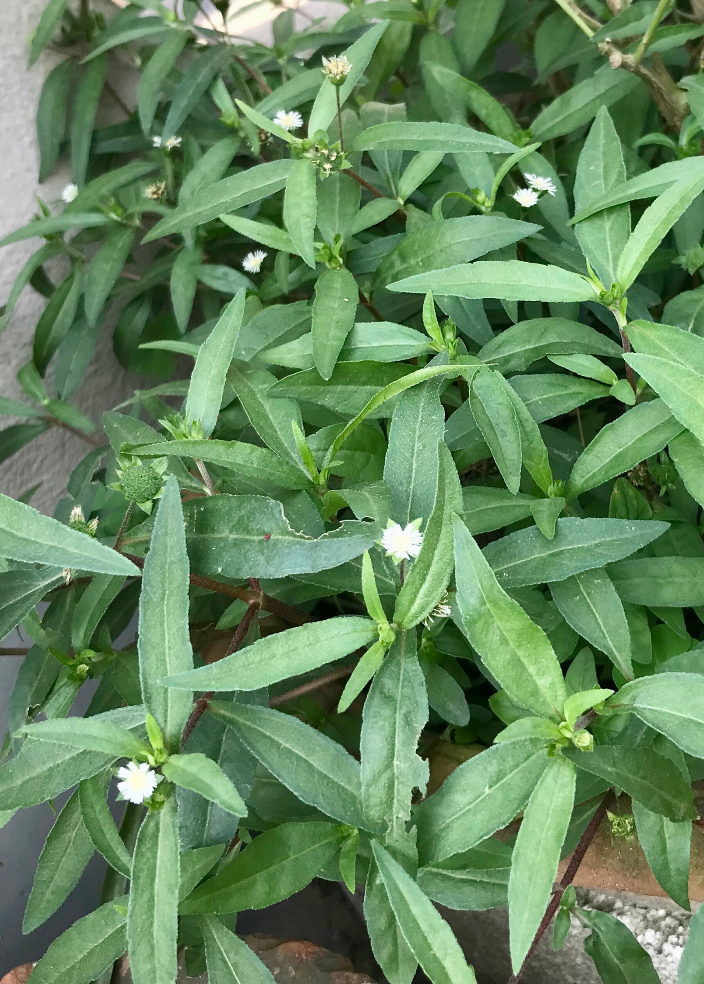 Bhringraj Herb Plant - Eclipta prostrata, Medicinal Ayurvedic Herb for Hair Growth & Liver Detox