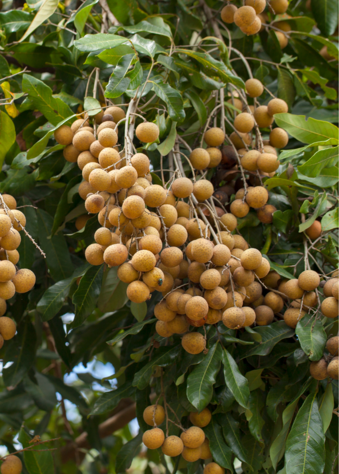 Longan Fruit Tree Biew Kiew Thai Longan Dimocarpus longan Tropical Fruit Plant