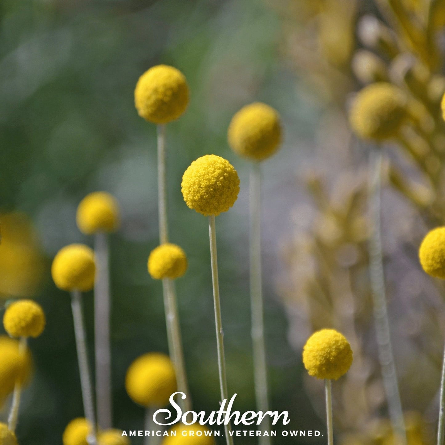 Billy Buttons Seeds | Drumsticks Craspedia Globosa | Golden-Yellow Spherical Flowers for Cut & Dried Arrangements