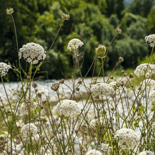 Bishop’s Flower (Wild Carrot) – 500 Seeds
