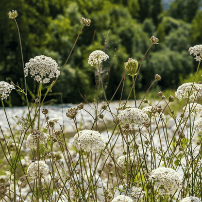 Bishop’s Flower (Wild Carrot) – 500 Seeds