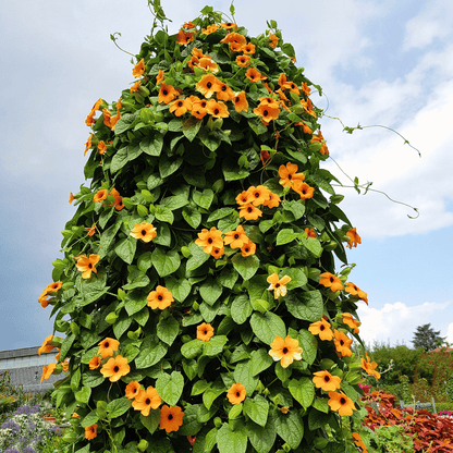 Black Eyed Susan Vine Mix – 50 Seeds