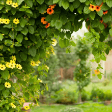 Black Eyed Susan Vine Mix – 50 Seeds