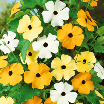 Black Eyed Susan Vine Mix – 50 Seeds