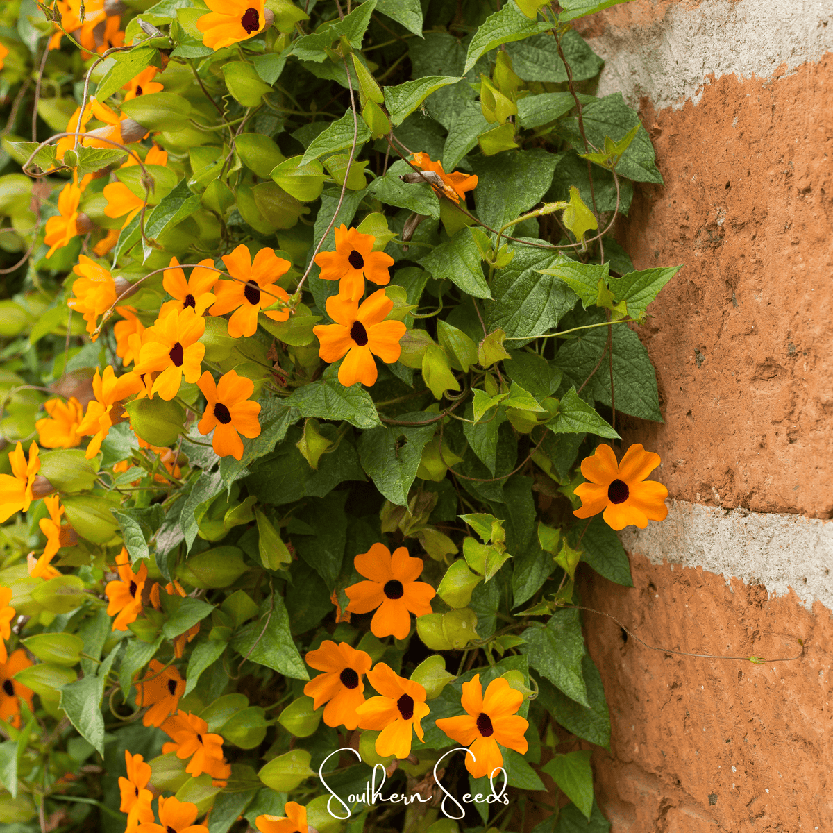 Black Eyed Susan Vine Seeds Mix – Thunbergia alata Climbing Flower, 50 Heirloom Seeds for Trellis, Fence, or Container Growth