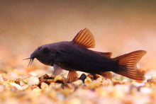 Black Venezuela Cory Catfish Corydoras Schultzei Tank Bred