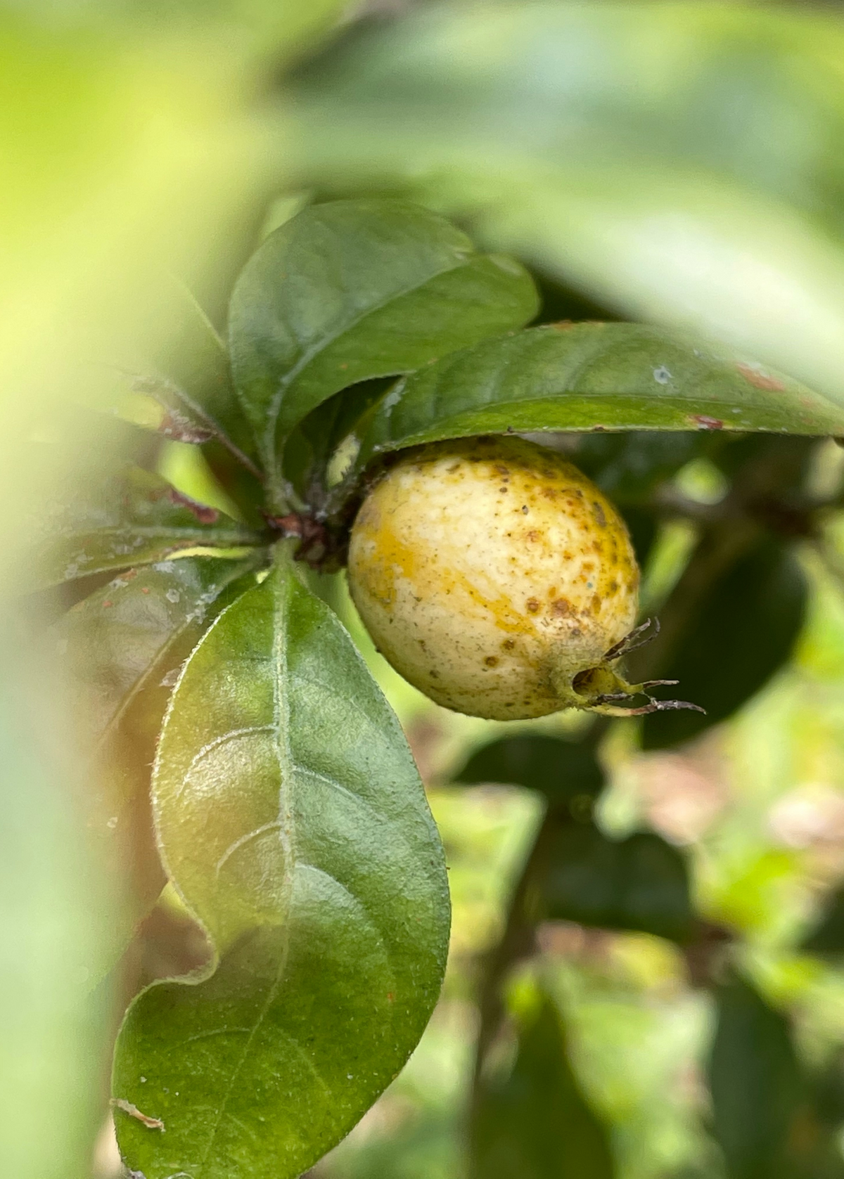 Blackberry Jam Fruit Plant, Exotic Shrub with Fragrant Flowers, Randia formosa, Rare Tropical Fruiting Bush