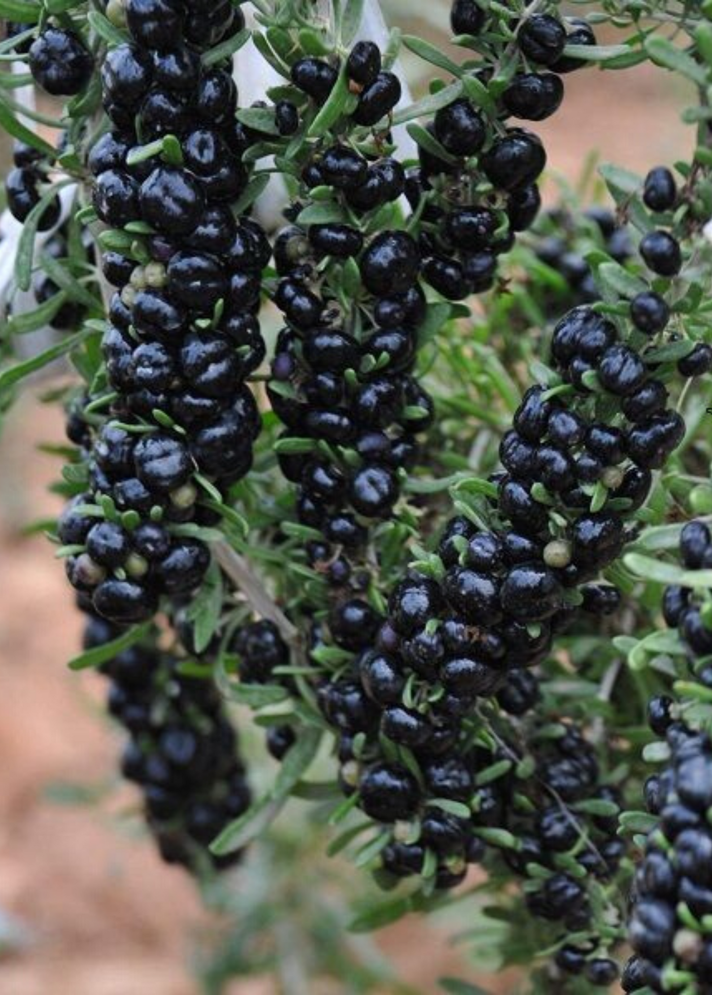 Black Goji Berry Plant | Live Shrub or Seedling | Lycium ruthenicum | Medicinal Fruit for Dry Climates