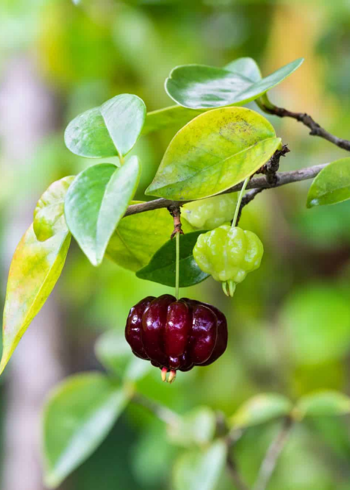 Grafted Black Surinam Cherry Tree - Eugenia uniflora, Tropical Fruit, Edible, Ready to Fruit, 3-4 Feet Tall