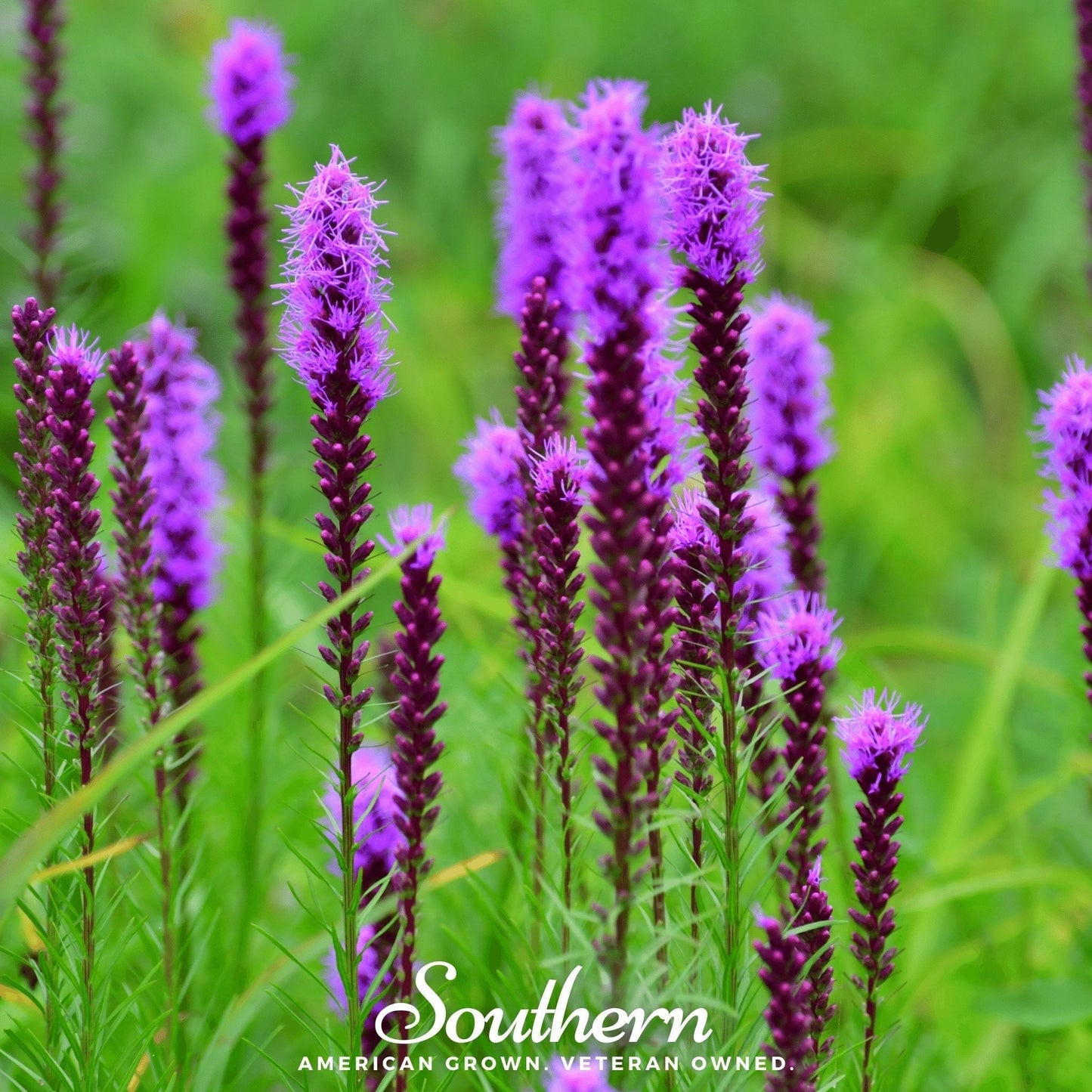 Prairie Blazing Star Seeds – Native Perennial with Purple Feathery Spires, Attracts Monarch Butterflies, Bees, Liatris pycnostachya, 50 Seeds