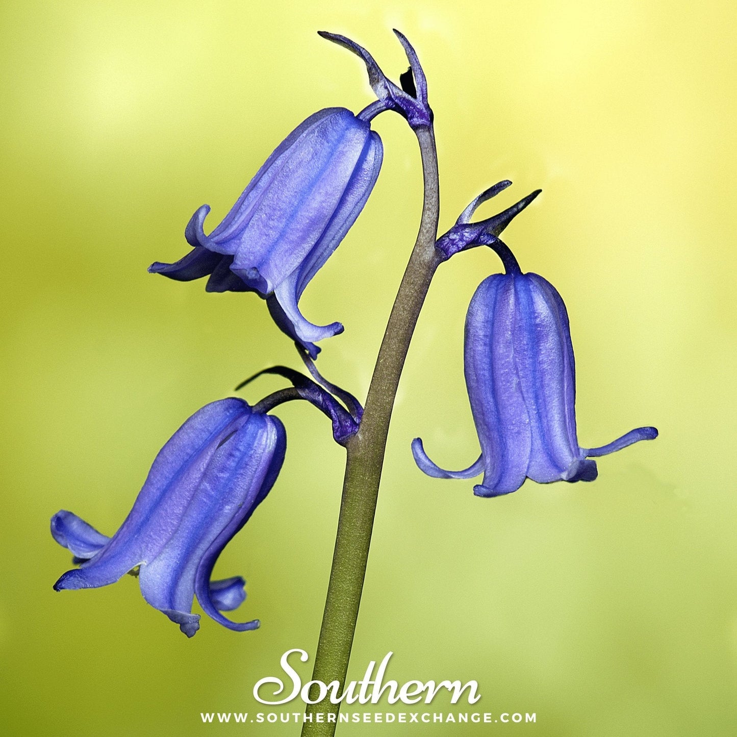California Bluebell Wildflower Seeds – 500 Native American Grown Seeds for Gardens, Rock Gardens & Containers (Phacelia campanularia)