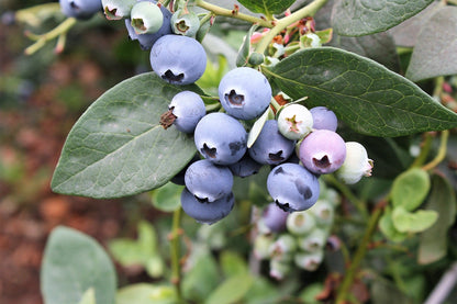 50 SOUTHERN HIGHBUSH BLUEBERRY Pre-Stratified Vaccinium Corymbosum Blue Berry Fruit Bush Shrub Seeds