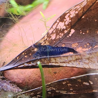 Blue Dream Dwarf Shrimp 10+ Pack