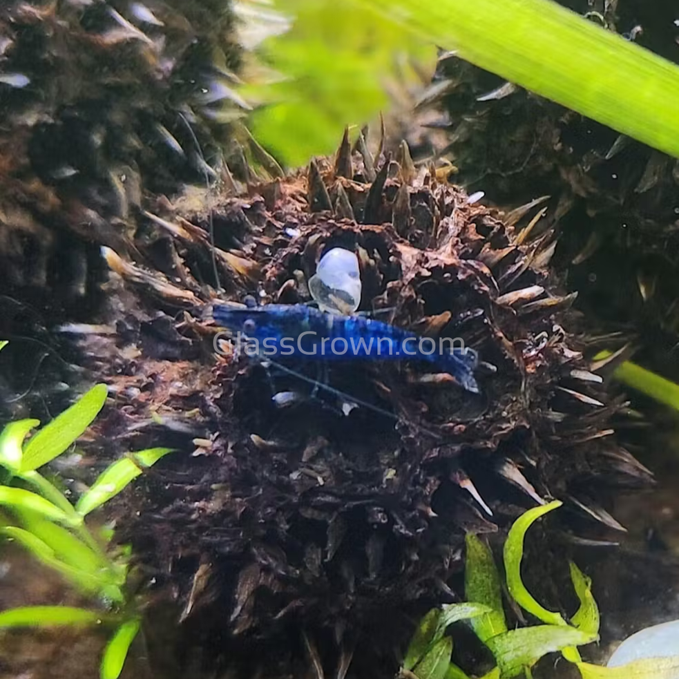 Blue Dream Dwarf Shrimp 10+ Pack