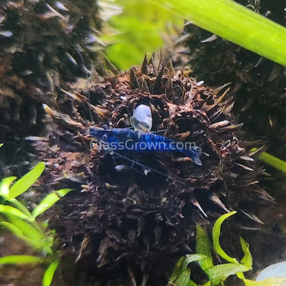 Blue Dream Dwarf Shrimp 10+ Pack