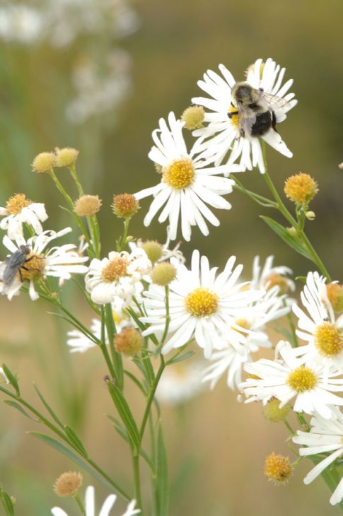 Boltonia asteroides Seeds 500 | False Aster Native Perennial Wildflower | White Daisy Blooms Pollinator Plant