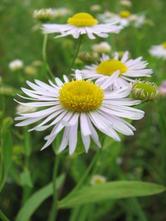 Boltonia decurrens Seeds | Native Perennial Wildflower | Decurrent False Aster | Pollinator-Friendly Meadow Plant | 500 Seeds