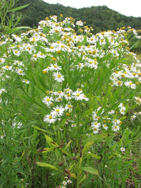 Boltonia decurrens Seeds 500 Native Wildflower Pollinator Plant White Daisy-Like Blooms