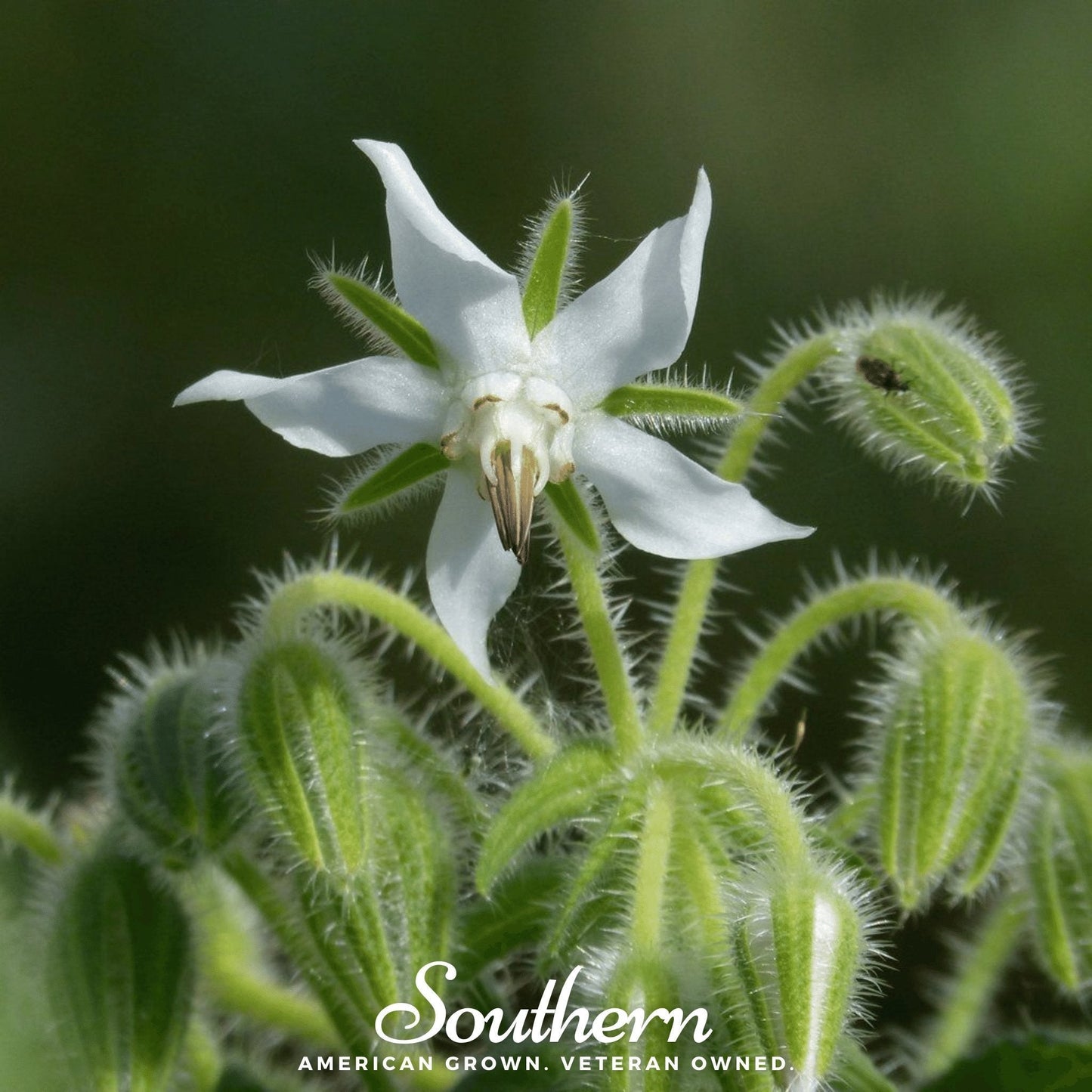 White Borage Seeds - Heirloom Borago officinalis 'Alba' for Attracting Bees & Edible Flowers, 50 Seeds