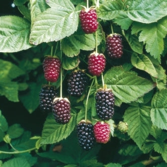 Boysenberry Plant Live Bare Root Thornless Berry Bush Hybrid Blackberry Raspberry Vine for Home Garden