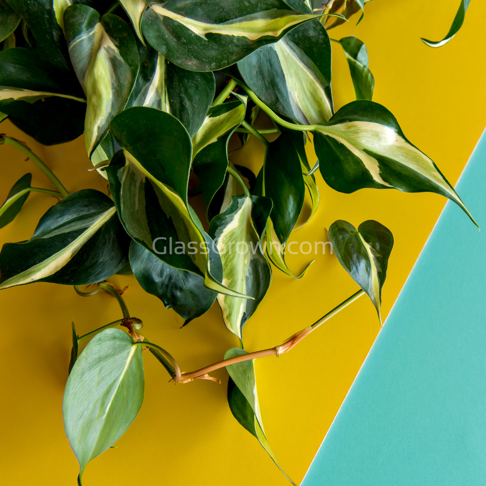 Philodendron 'Brasil'
