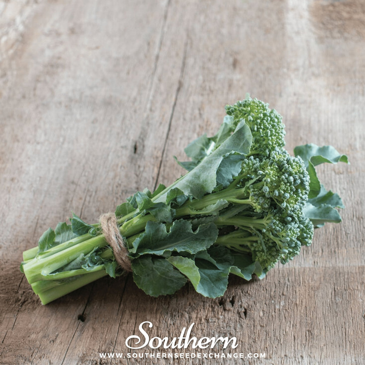Di Cicco Broccoli Seeds – Heirloom, Open Pollinated, 200 Non-GMO Seeds for Continuous Harvest, Cool-Weather, Brassica oleracea