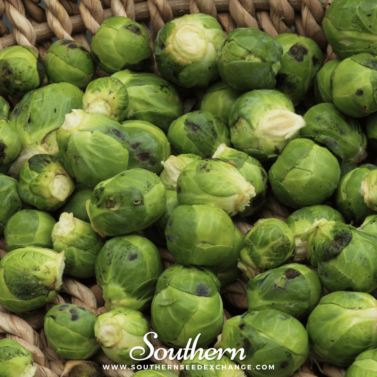 Catskill Brussels Sprouts Seeds – Heirloom, Non-GMO, 250 Seeds for Fall Harvest, Nutty Flavor, Brassica oleracea