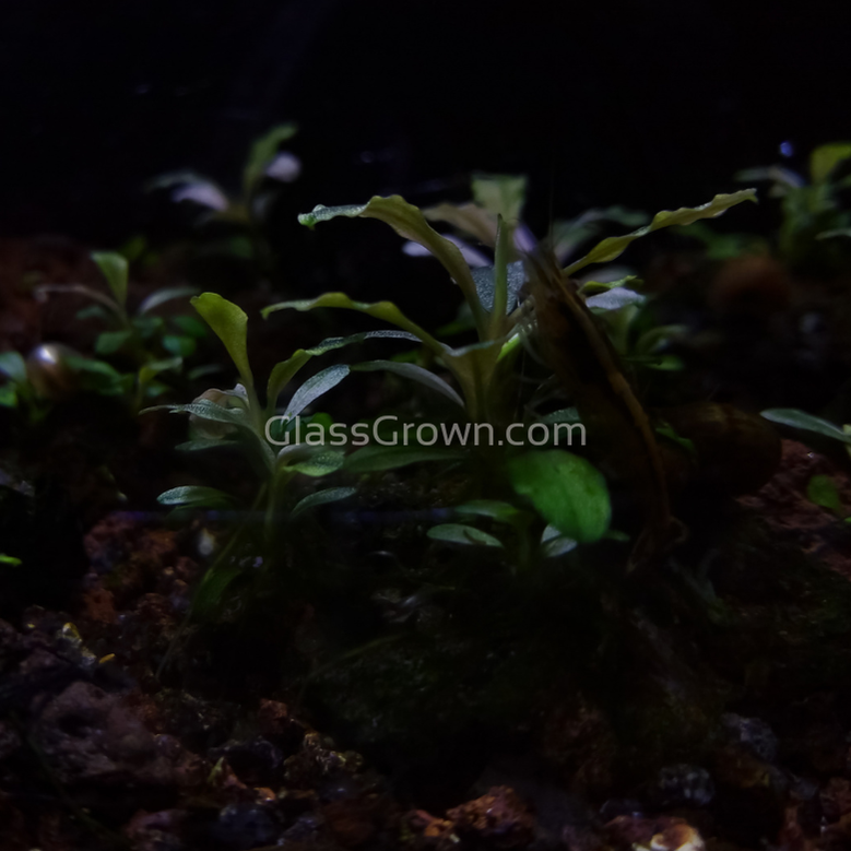 Mystery Buce Mini