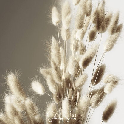 Bunny Tails – 50 Seeds