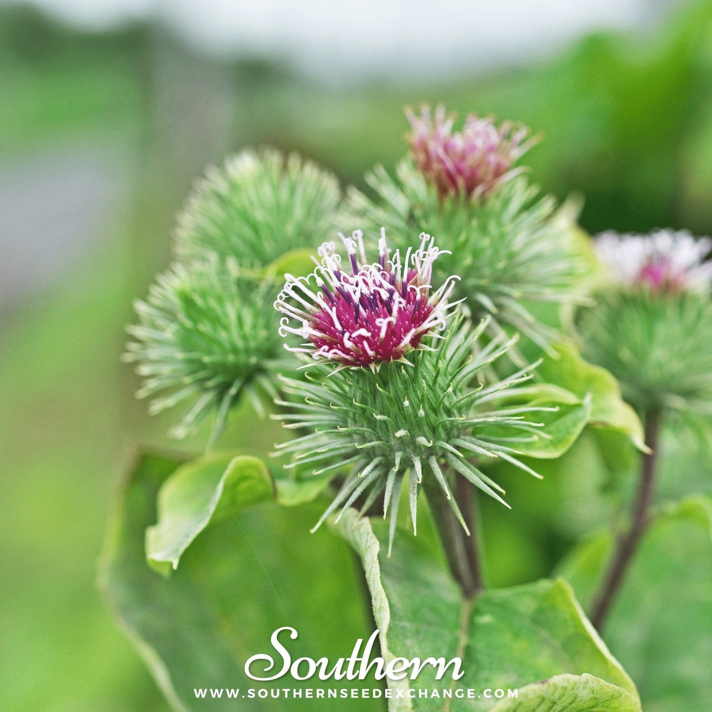 Burdock Seeds – Heirloom Non-GMO Arctium lappa for Root Vegetable & Herbal Medicine, 50 Seeds
