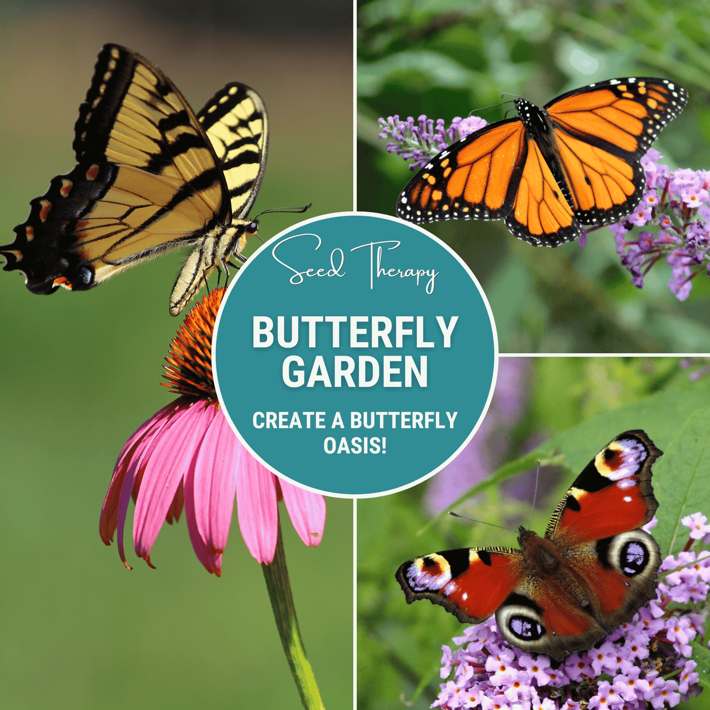 Butterfly Garden Seed Collection – 10 Varieties Nectar & Host Plants for Attracting Butterflies, Includes Milkweed, Echinacea, Sunflower