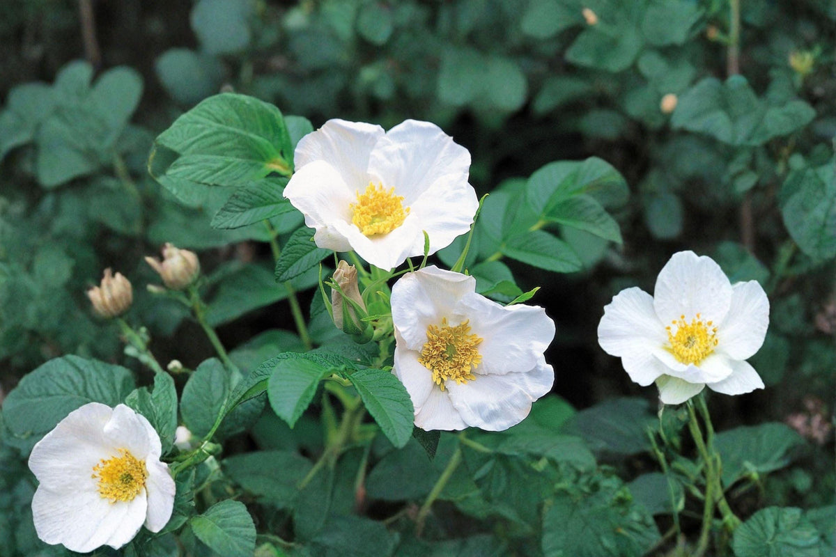 Rosa rugosa alba Seeds – White Beach Rose – Hardy Fragrant Shrub – Deciduous Plant for Coastal Gardens