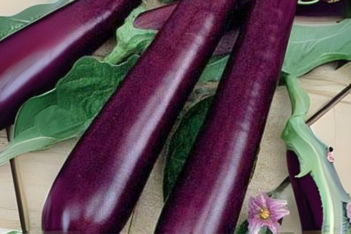 Long Purple Eggplant Seeds - Heirloom Slim Variety, Solanum melongena, 50 Seeds for Stir-Fry, Grilling, Roasting
