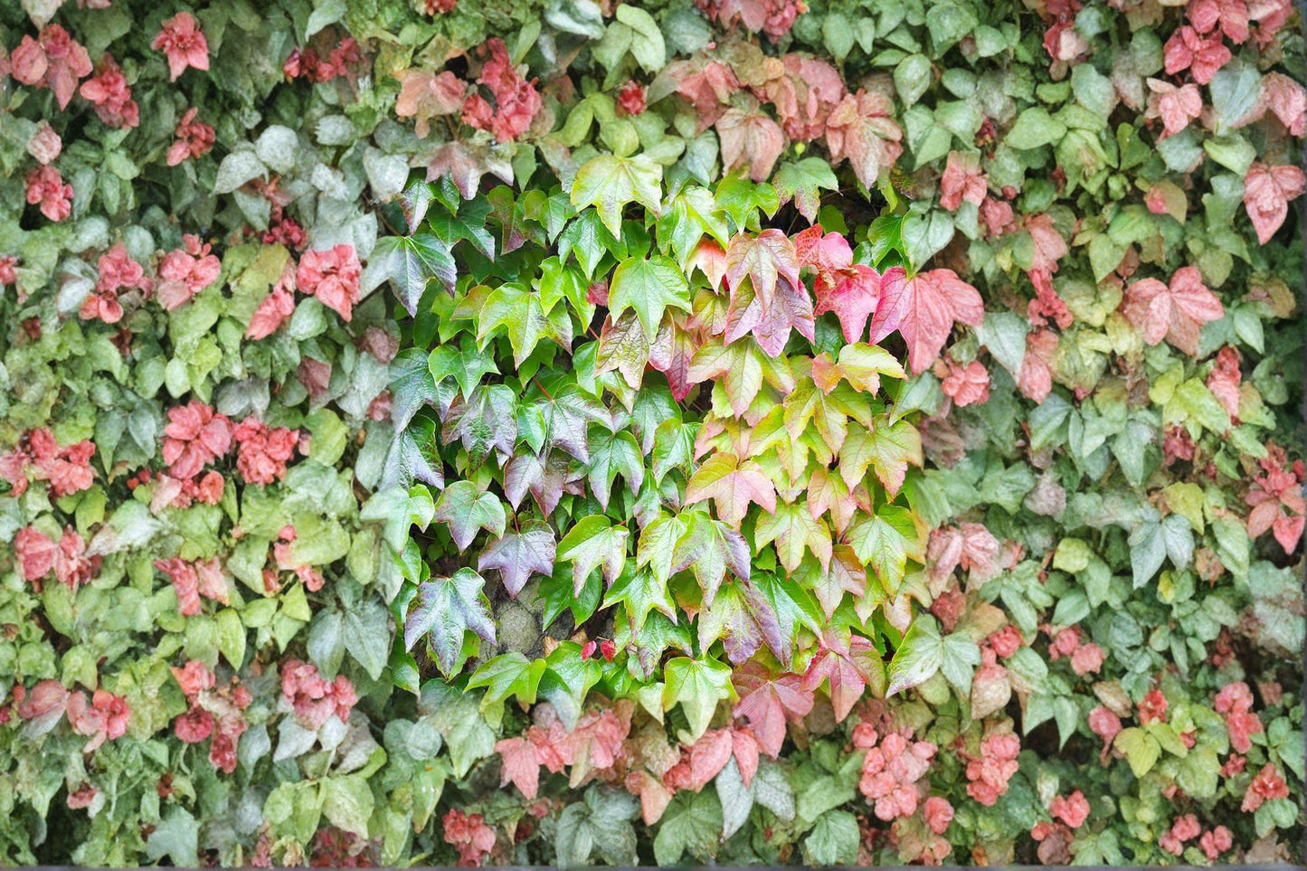 Boston Ivy Seeds – Parthenocissus tricuspidata Climbing Vine for Walls, Foliage, Autumn Color