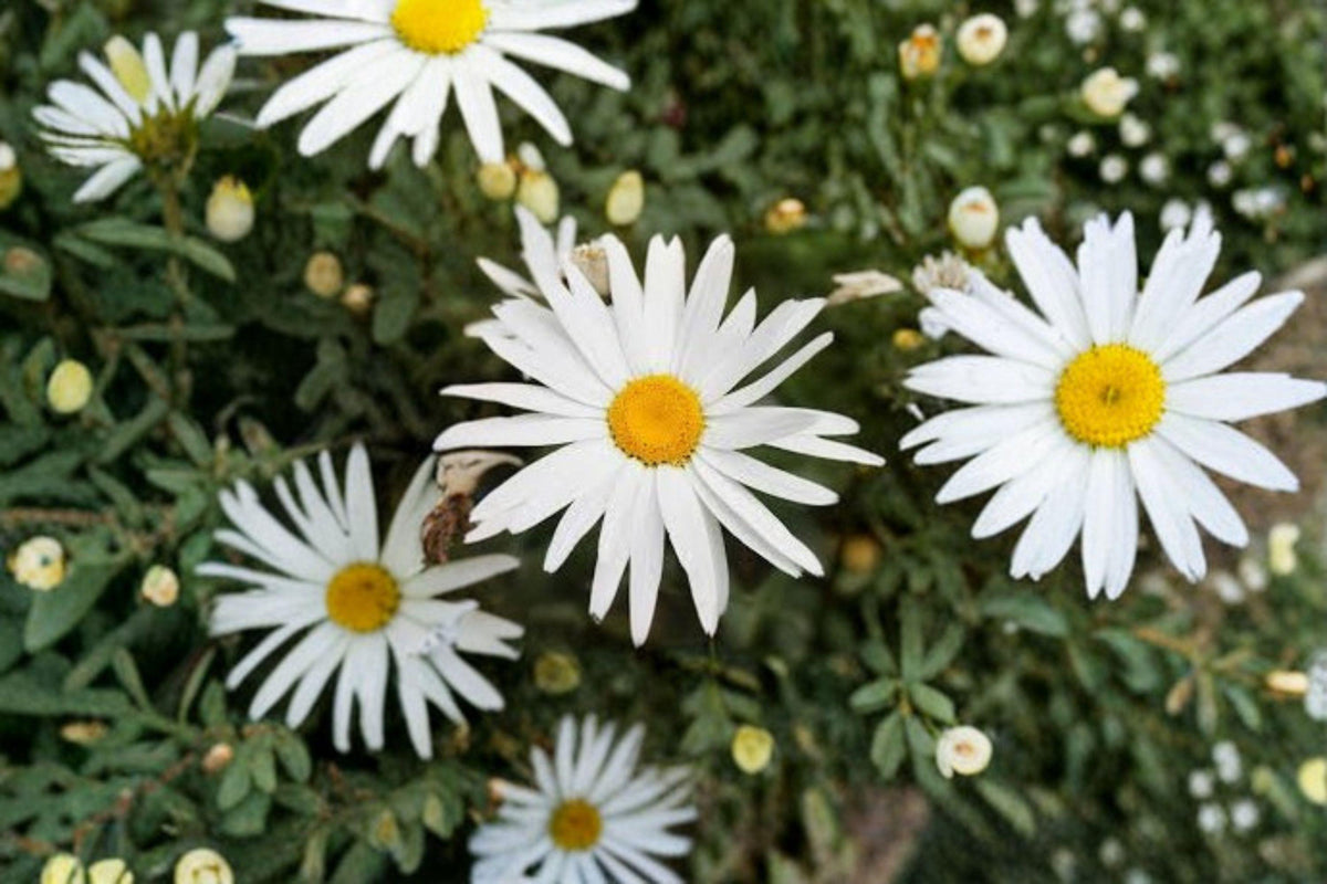 100 Shasta Daisy Seeds | Perennial White Flowers for Pollinator Gardens | Leucanthemum × superbum