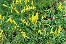 Yellow Sweet Clover Seeds – Melilotus officinalis – Cover Crop & Pollinator Plant – Nitrogen Fixer – Erosion Control Seeds
