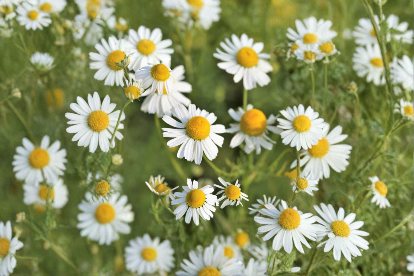 German Chamomile Seeds – Matricaria recutita – Herbal Tea Flower – Medicinal Herb – Pollinator Plant – 100 Seeds
