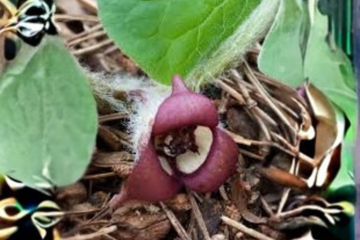 Wild Ginger Seeds, Native Woodland Perennial Groundcover, Asarum canadense, Shade-loving, Low-maintenance, Native plant