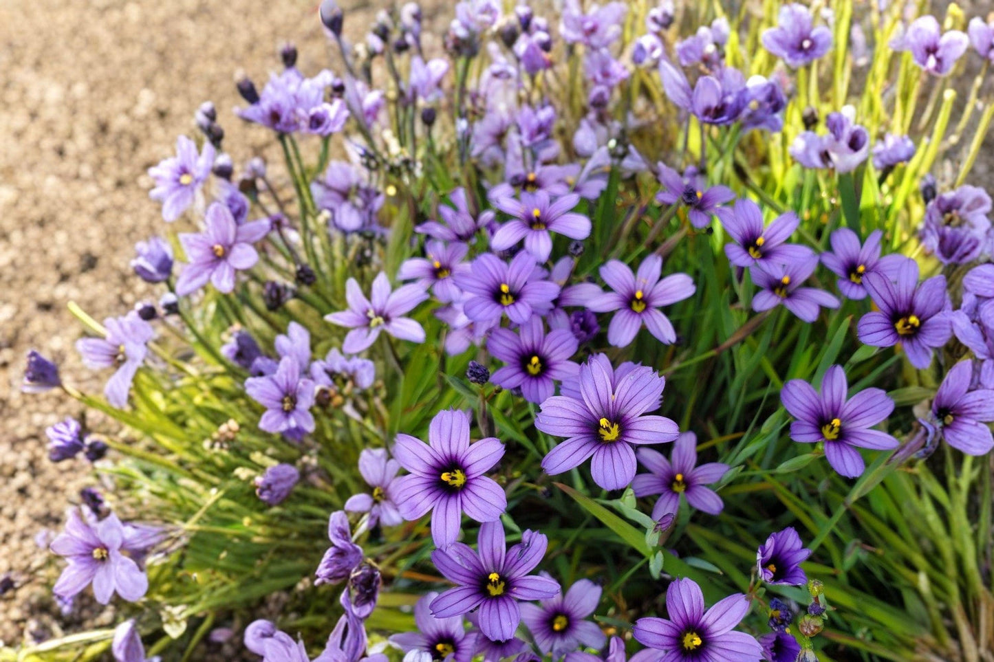 Western Blue-Eyed Grass Seeds – Sisyrinchium bellum – Native Perennial for Gardens & Meadows