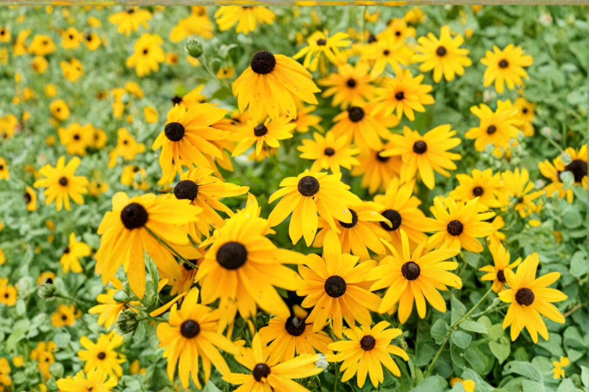 Black-eyed Susan Seeds 100mg Rudbeckia hirta Wildflower for Pollinator Gardens, Native North American Perennial, Drought-Tolerant, Bright Yellow Flowers