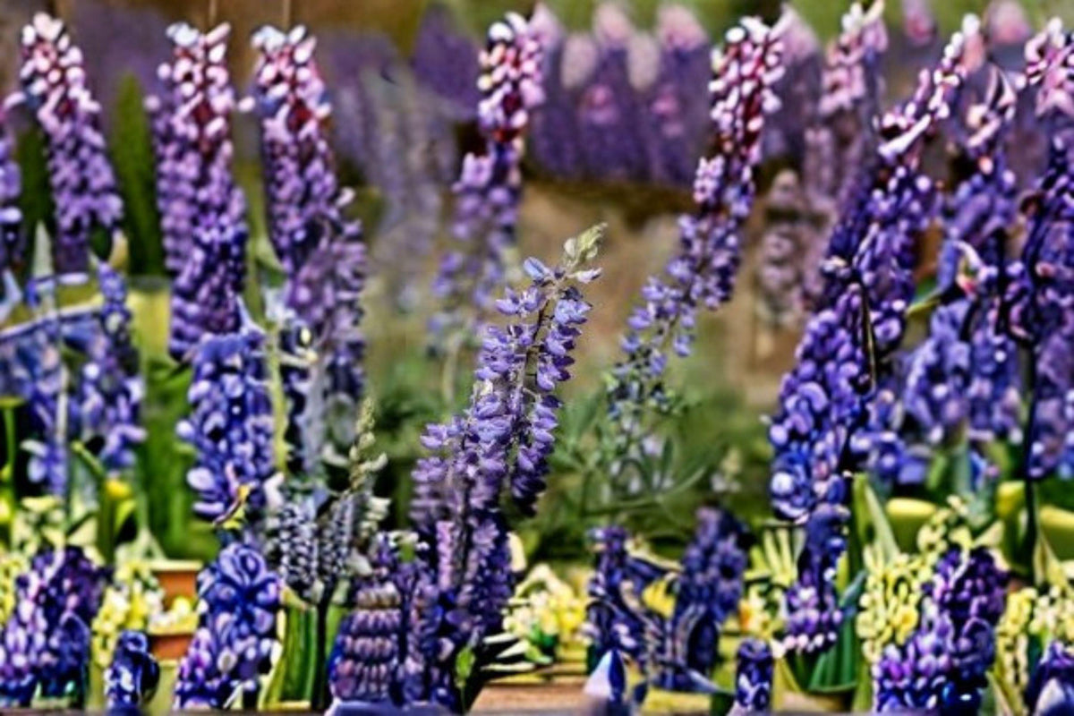 Large Leaf Lupine Seeds 500mg | Perennial Wildflower for Pollinator Gardens | Lupinus polyphyllus | Purple & Blue Blooms