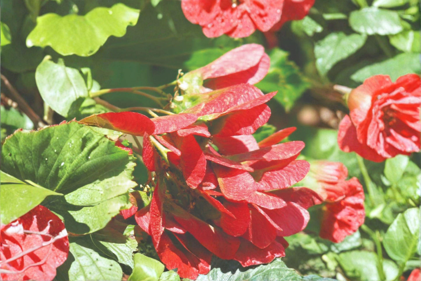 Tatarian Maple Seeds Acer tataricum Ornamental Tree with Red Wings, Deciduous Shrub for Small Gardens & Hedges (10 Seeds)