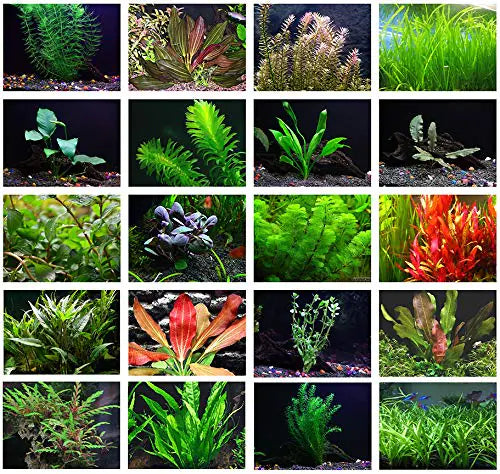 Texas Aquarium Plant Bundle 20 Species Live Aquarium Plants Package