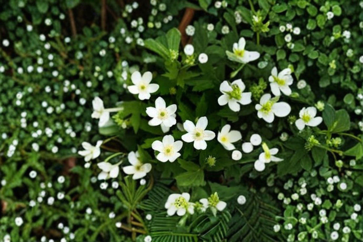 Canada Anemone Seeds – Native Wildflower, Pollinator Garden, Perennial, White Flowers, Anemone canadensis, 100 Seeds