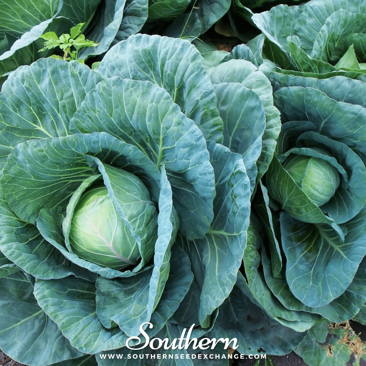 Copenhagen Market Cabbage Seeds – Heirloom, Open Pollinated, 100 Seeds, Dense Round Heads, Sweet Crisp Flavor, Brassica oleracea