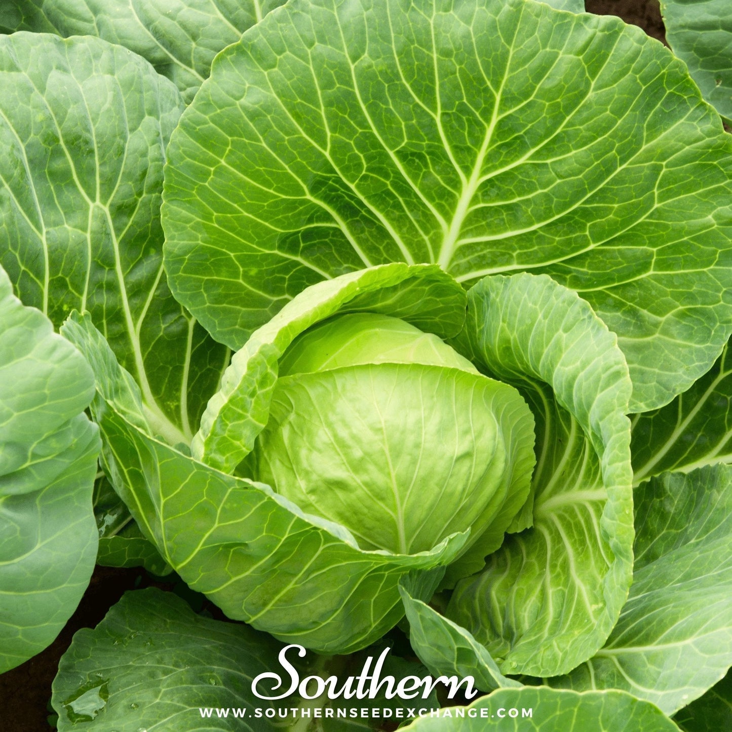 Golden Acre Cabbage Seeds – Heirloom, Early Maturity, Compact, 100 Seeds Brassica oleracea