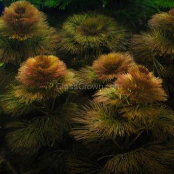 Mystery Bunch plant