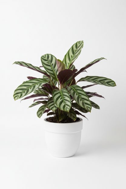 Calathea 'Beauty Star'