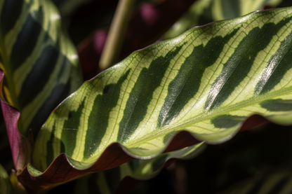 Calathea Rattlesnake – Wild-Patterned Prayer Plant